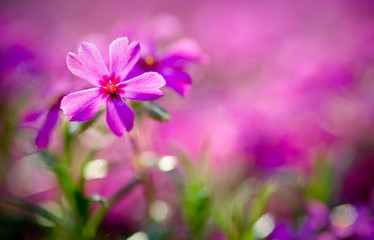 Fototapeta premium purpur!