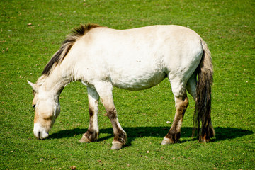 Obraz na płótnie Canvas Przewalski horse