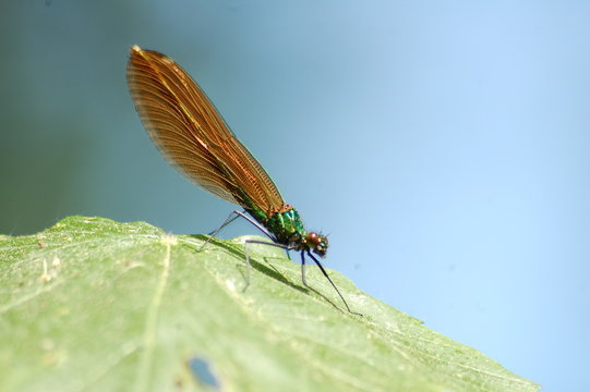 Gr&uuml;ne Libelle