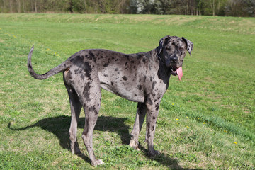 Deutsche Dogge