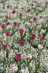Panele Szklane  tulipany