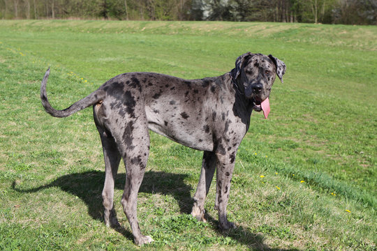 Deutsche Dogge