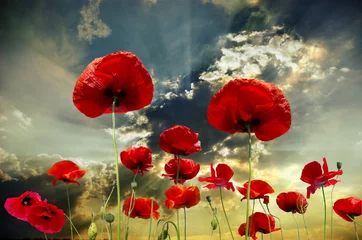 Peel and stick wall murals Poppy poppy red
