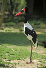 jabiru