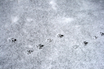 Tracks of dog on snow