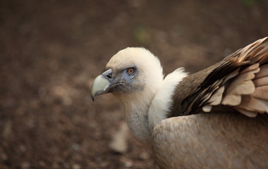 portait de vautour fauve