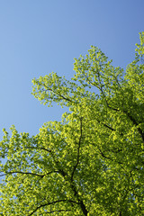grüne Baumkrone