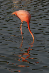 Flamingo dipping its head