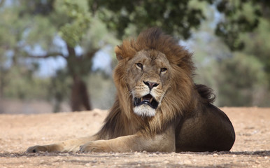 lion