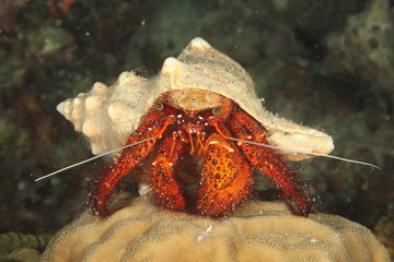 Cangrejo ermitaño