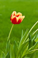 Single red and yellow tulip on green background