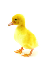 yellow duck