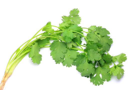 coriander