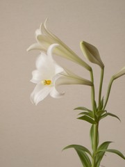 Obraz premium ゆりの花