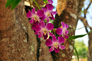 Orchidee am Baum