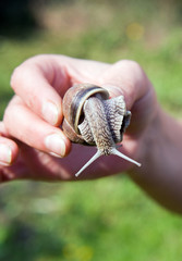schnecke im garten aussammeln einsammeln vernichten
