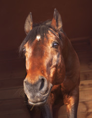 funny portrait of  horse