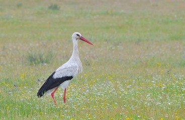 Cigueña entre flores.