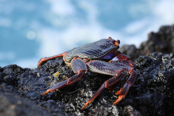 Crab