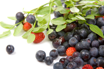 Wild strawberries and blueberries