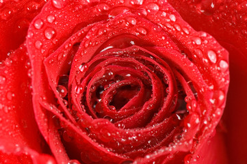 Beautiful red rose as a background