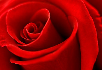 red rose