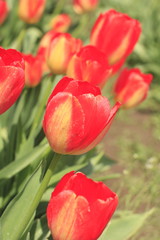 Fototapeta premium Colorful tulips in a field.