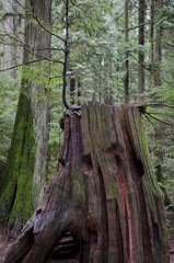 Old growth forest