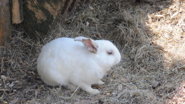 Hase
