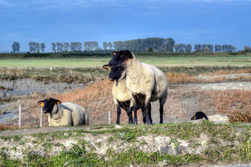 Mouton pré-salé du Mont Saint Michel