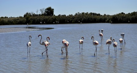 Flamants rose en Camargue.