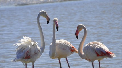 3 flamants rose