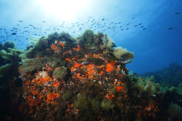 fondale marino pantelleria