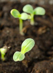 Cucumber sprouts in ground