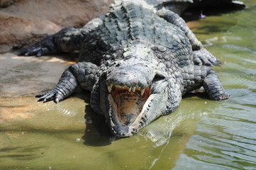 crocodile 2