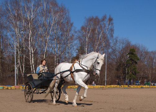 Cart with a white horse - Powered by Adobe