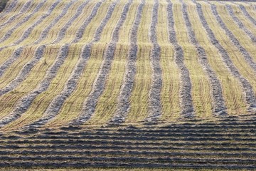 Harvest Lines In Cut Field, Alberta, Canada