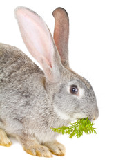 close-up rabbit eating leaf
