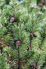 Fir branch with a cones