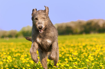 Springender Wolfshund