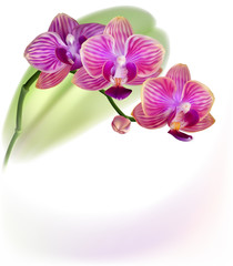 Vector realistic purlpe orchid flower