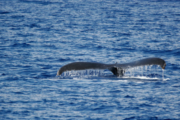Fototapeta premium Humpback whale tail
