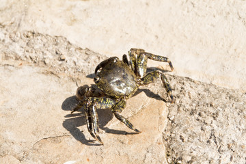 Adriatic Sea crab