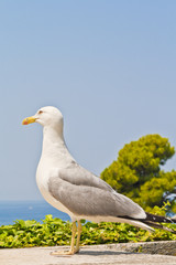 Seagull