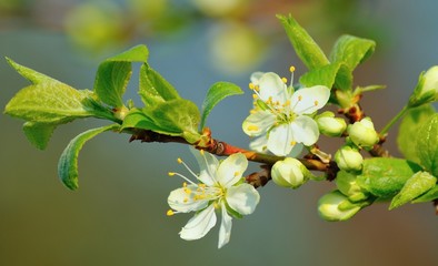 Cherry blossom