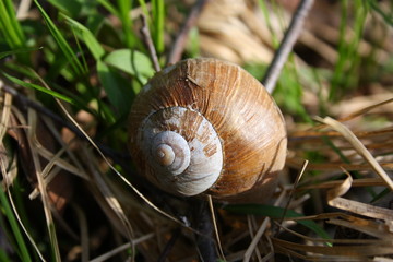 schneckenhaus einer weinbergschnecke