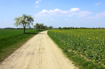 Fototapeta na wymiar rural path rape field blooming trees and blue sky