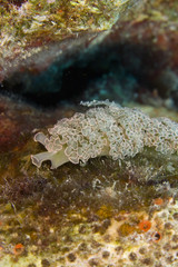 Fototapeta na wymiar Lettuce Sea Slug (Elysia crispata)