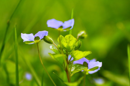 Beautiful wildflowers close up
