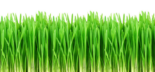 Seamless green grass